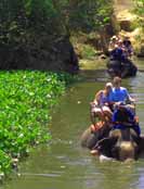 Hua Hin Attractions - Elephant Riding Hua Hin Attractions - Elephant Riding