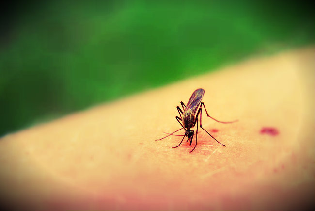 tips to stop mosquitoes biting