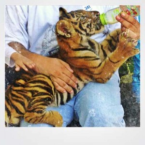 feed a cub at tiger temple thailand