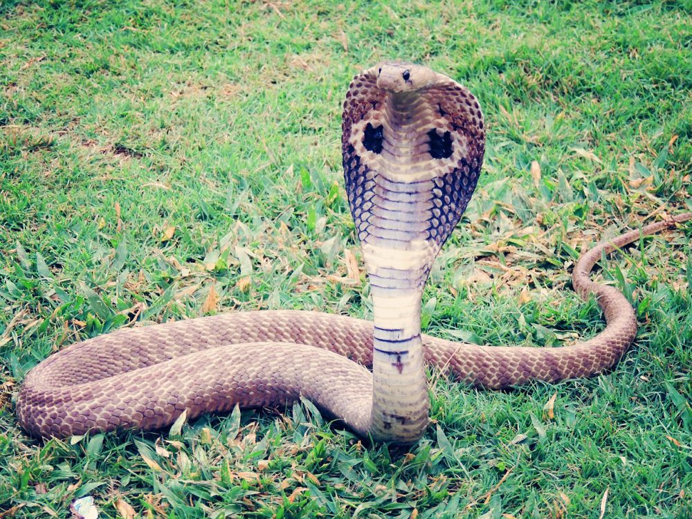 hua hin snakes cobra