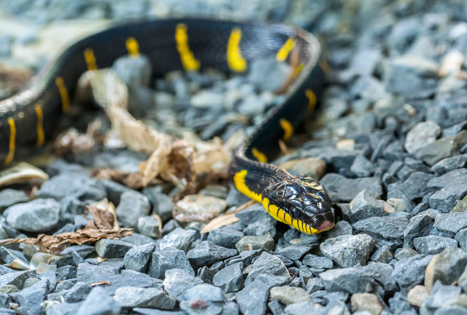 Hua Hin snakes krait