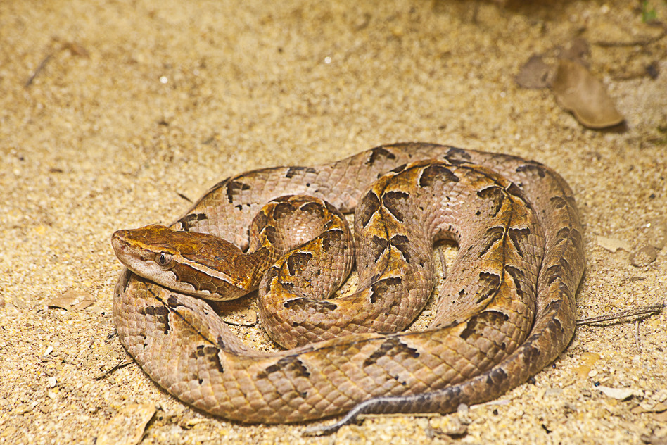 Hua Hin Snakes - Malayan Pit Viper Snake on sand