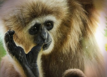 hua hin zoo and animal park