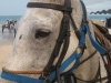 Horse Riding on Hua Hin Beach