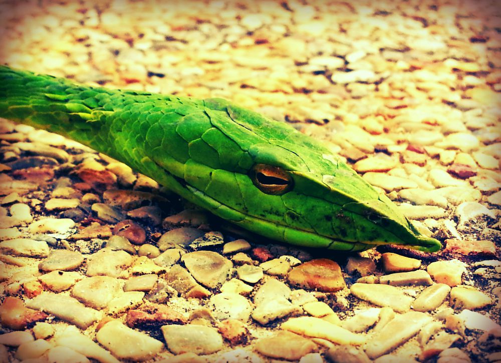 snakes in hua hin